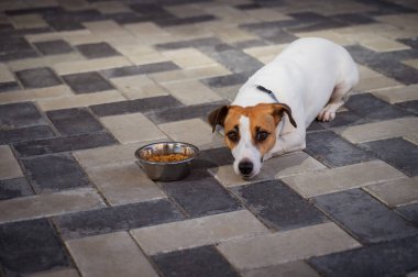 Üzgün köpek yemek kasesinin yanında yatıyor. İştah yok