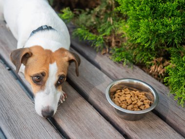 Üzgün köpek yemek kasesinin yanında yatıyor. İştah yok