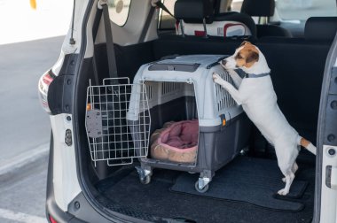 Jack Russell Terrier Araba Bagajında Seyyar Taşıyıcı Köpeği