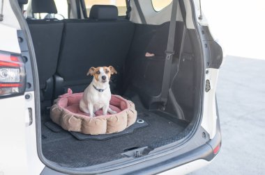 Jack Russell Terrier köpeği bir arabanın bagajında bir yatakta oturur.