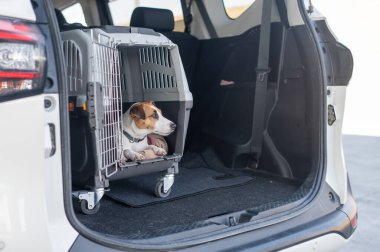 Jack Russell Terrier Araba Bagajında Seyyar Taşıyıcı Köpeği