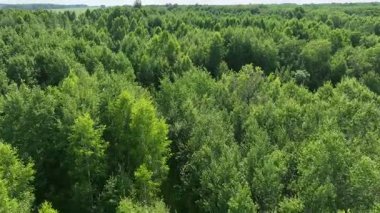 Yazın ağaçlık bir bölgenin yukarıdan görünüşü