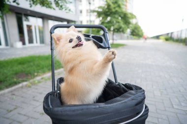Evcil bebek arabasında şirin bir köpek.