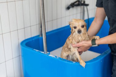 Bakımda sevimli bir Pomeranian. Köpek duşta.