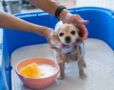 Bakımda sevimli bir Pomeranian. Köpek duşta.