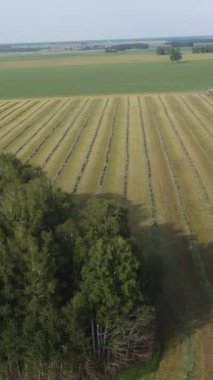 Hasat sırasında tarlaların drone görünümü