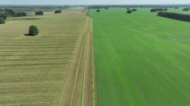 Hasat sırasında tarlaların drone görünümü