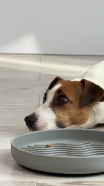 Jack Russell Terrier Yavaş Beslenme Kasesinden Köpek Yeme