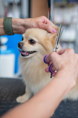 Bir kuaför kuaförde bir Pomeranian 'ı kesiyor.