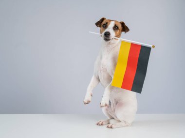 Beyaz arka planda Alman bayrağı tutan Jack Russell Terrier köpeği.