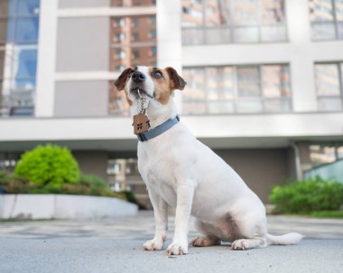 Jack Russell Terrier Köpek Bekleme Dairesi Anahtarları