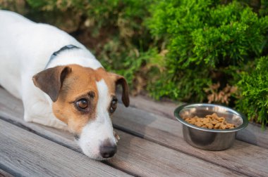 Üzgün köpek yemek kasesinin yanında yatıyor. İştah yok