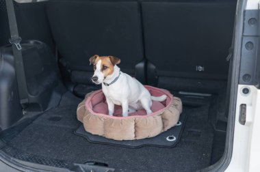 Jack Russell Terrier köpeği bir arabanın bagajında bir yatakta oturur.