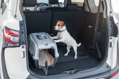Jack Russell Terrier Araba Bagajında Seyyar Taşıyıcı Köpeği
