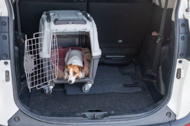 Jack Russell Terrier Araba Bagajında Seyyar Taşıyıcı Köpeği