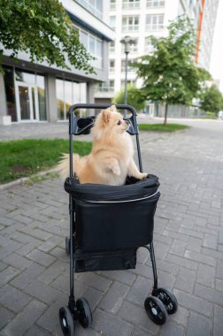 Evcil bebek arabasında şirin bir köpek.