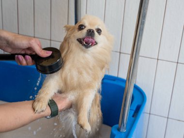 Bakımda sevimli bir Pomeranian. Köpek duşta.