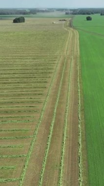 Hasat sırasında tarlaların drone görünümü