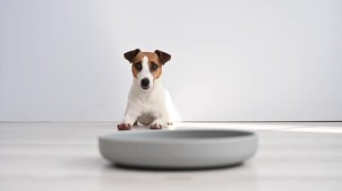 Sahibi Jack Russell Terrier 'ın yavaş beslenme kabından köpek besliyor.