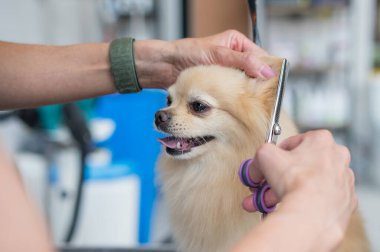 Bir kuaför kuaförde bir Pomeranian 'ı kesiyor.