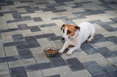 Üzgün köpek yemek kasesinin yanında yatıyor. İştah yok