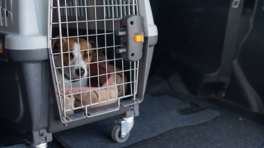 Jack Russell Terrier Araba Bagajında Seyyar Taşıyıcı Köpeği