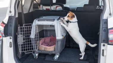 Jack Russell Terrier Araba Bagajında Seyyar Taşıyıcı Köpeği