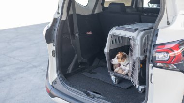 Jack Russell Terrier Araba Bagajında Seyyar Taşıyıcı Köpeği
