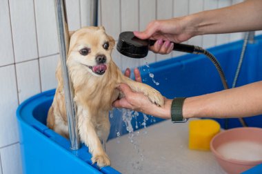 Bakımda sevimli bir Pomeranian. Köpek duşta.