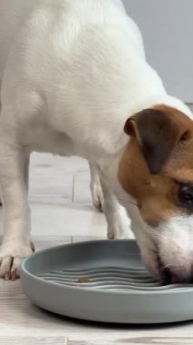Jack Russell Terrier Yavaş Beslenme Kasesinden Köpek Yeme