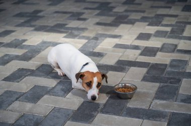 Üzgün köpek yemek kasesinin yanında yatıyor. İştah yok