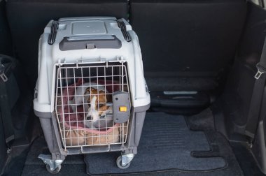 Jack Russell Terrier Araba Bagajında Seyyar Taşıyıcı Köpeği