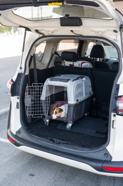 Jack Russell Terrier Araba Bagajında Seyyar Taşıyıcı Köpeği