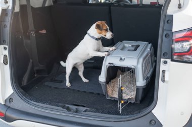 Jack Russell Terrier Araba Bagajında Seyyar Taşıyıcı Köpeği