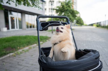 Evcil bebek arabasında şirin bir köpek.