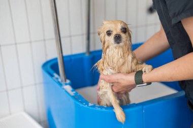 Bakımda sevimli bir Pomeranian. Köpek duşta.