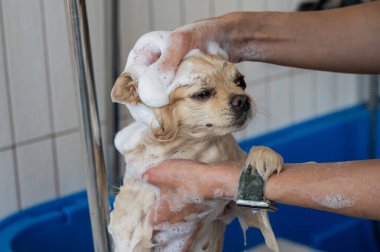 Bakımda sevimli bir Pomeranian. Köpek duşta.