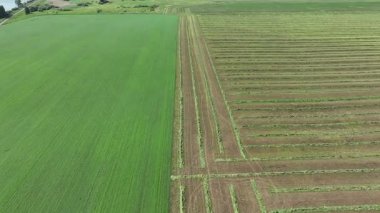 Hasat sırasında tarlaların drone görünümü