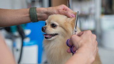 Bir kuaför kuaförde bir Pomeranian 'ı kesiyor.