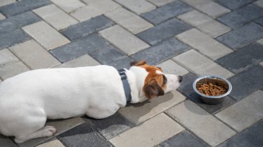 Üzgün köpek yemek kasesinin yanında yatıyor. İştah yok
