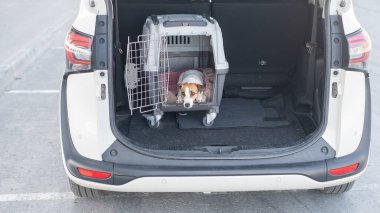 Jack Russell Terrier Araba Bagajında Seyyar Taşıyıcı Köpeği