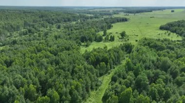 Yazın ağaçlık bir bölgenin yukarıdan görünüşü