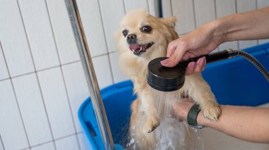 Bakımda sevimli bir Pomeranian. Köpek duşta.