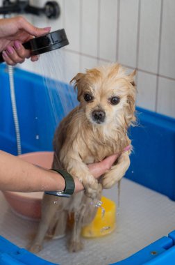 Bakımda sevimli bir Pomeranian. Köpek duşta.