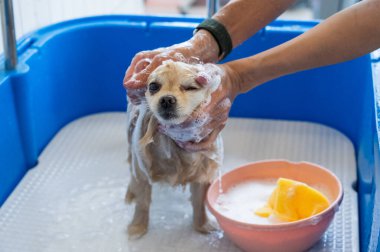 Bakımda sevimli bir Pomeranian. Köpek duşta.