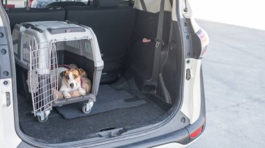 Jack Russell Terrier Araba Bagajında Seyyar Taşıyıcı Köpeği