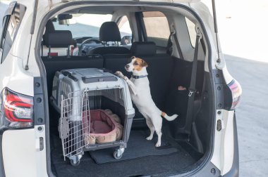 Jack Russell Terrier Araba Bagajında Seyyar Taşıyıcı Köpeği