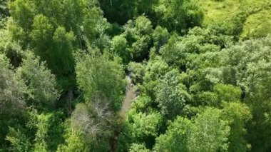 Yazın ağaçlık bir bölgenin yukarıdan görünüşü