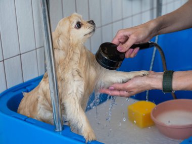 Bakımda sevimli bir Pomeranian. Köpek duşta.