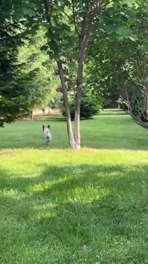 Jack Russell Terrier köpeği Çekiciyle oynuyor